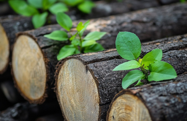 Buches de bois alignées